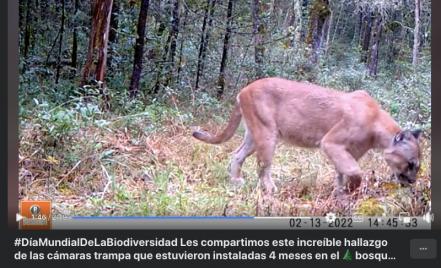 Captan un oso y un puma en el Bosque de Niebla, en los límites de San Luis Potosí con Querétaro