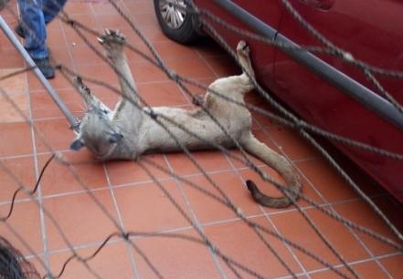 Puma es resguardado en Parque Tangamanga I