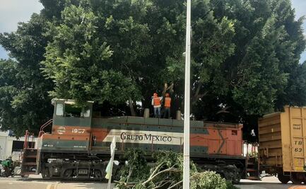 Grupo México será sancionado con 3 mil 600 pesos luego de dañar árbol patrimonial en SLP  
