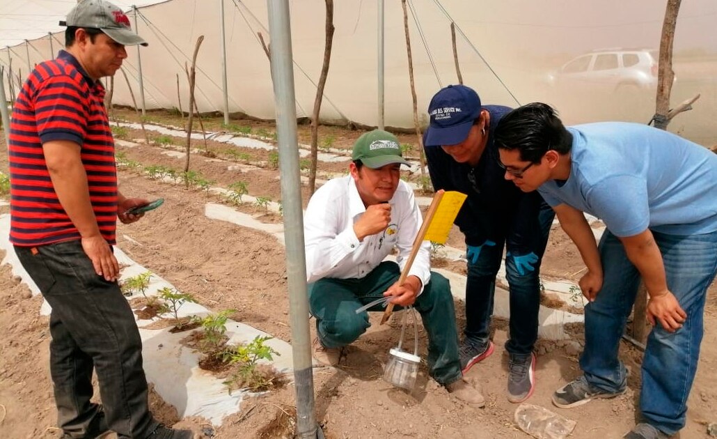 Amenaza “dragón amarillo” cultivos agrícolas de SLP 