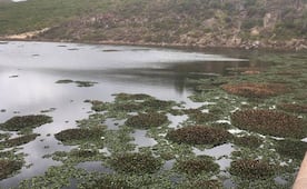 “¿Quién va a limpiar el Lirio?”: CEA sobre saneamiento de la Presa de San José