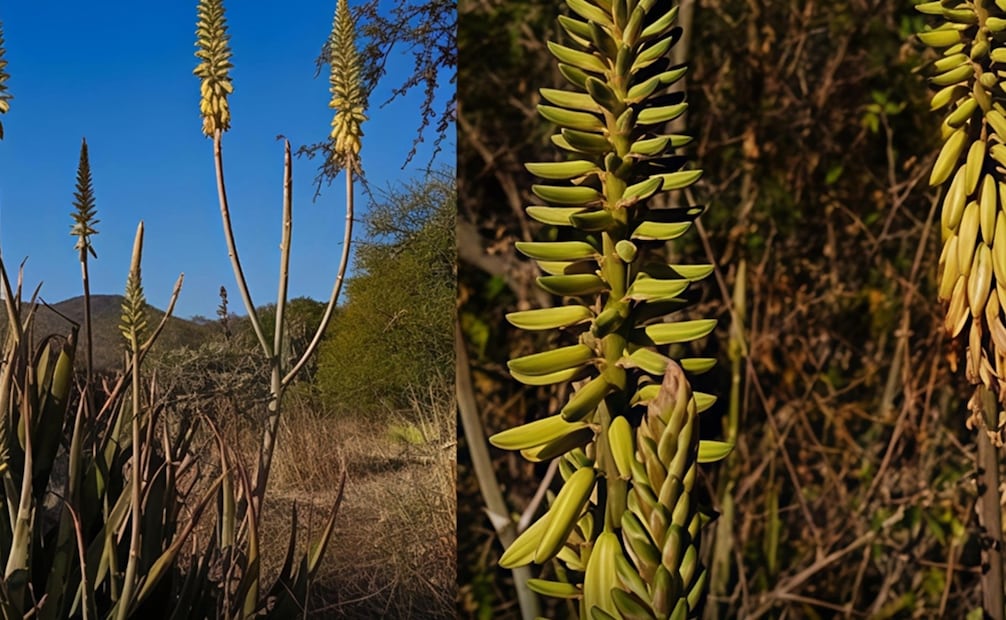 La flor de sábila se da durante los meses de abril a mayo en lugares de la zona media de San Luis Potosí. Foto: FB@Secretaría de Turismo SLP.