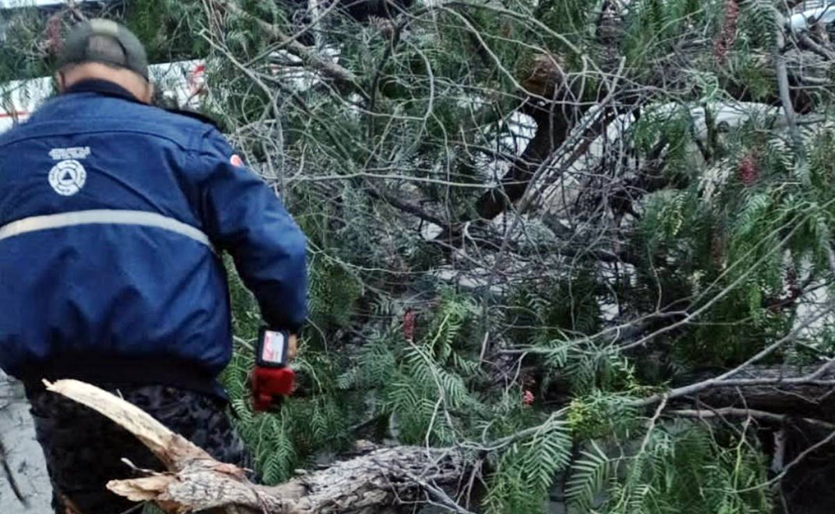 Tras fuertes lluvias, se reportan caída de árboles y bardas en Soledad y San Luis Potosí