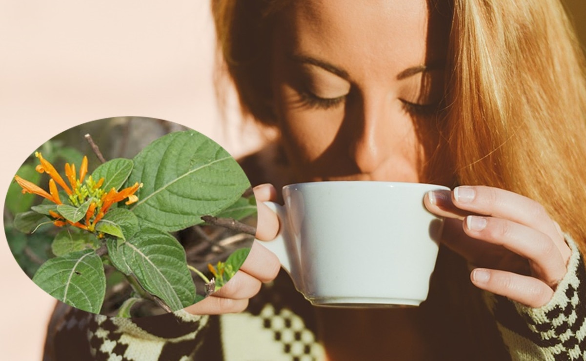 Té de muicle, ideal para aliviar los cólicos y dolores estomacales; así lo puedes preparar