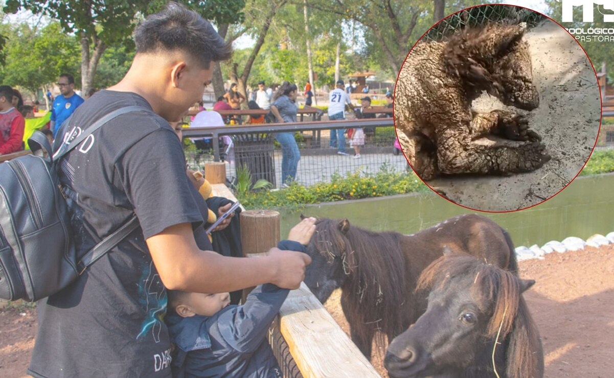 Exhiben osa bebé con sarna y heridas en Nuevo León; zoológico responde a críticas 
