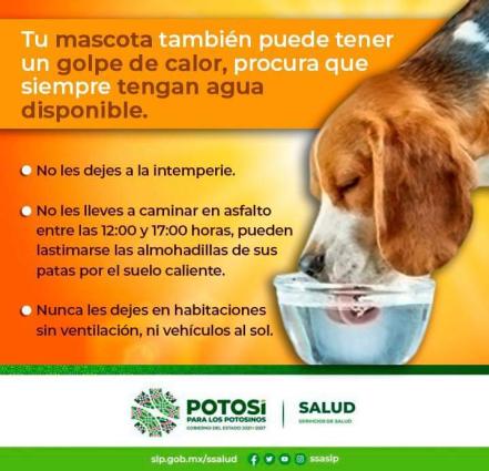 ¿Sabías que tu lomito también puede sufrir un golpe de calor? Cuídalo así de las altas temperaturas