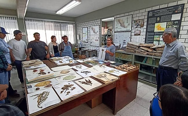 Un tesoro botánico en San Luis, así es el archivo verde de la UASLP con más de 70 mil ejemplares