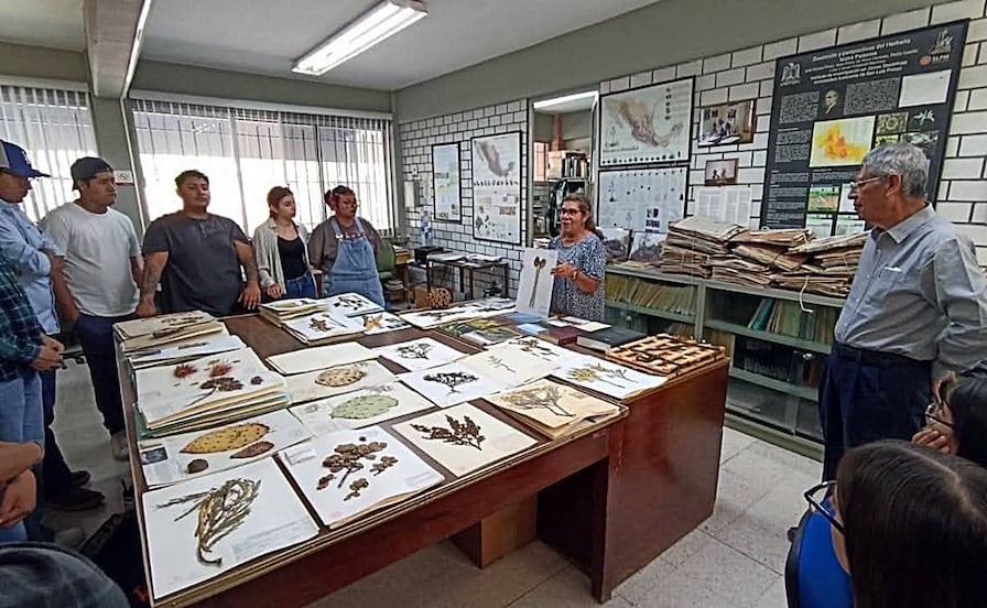 Un tesoro botánico en San Luis, así es el archivo verde de la UASLP con más de 70 mil ejemplares