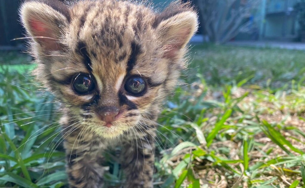Hombre rescató cría de felino en carretera de Aquismón, narra directora de UMA