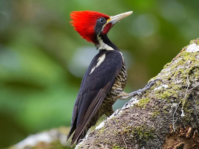 Pájaro carpintero lineado en la Huasteca potosina. Foto: casatancanhuitz.com