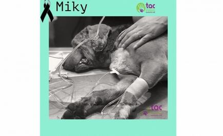  Muere "Miky", el perro al que le sacaron los ojos