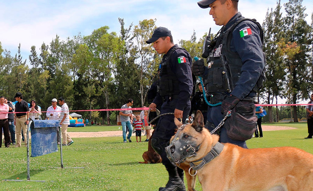 Perros municipales, con salud deteriorada y sin adiestramiento adecuado