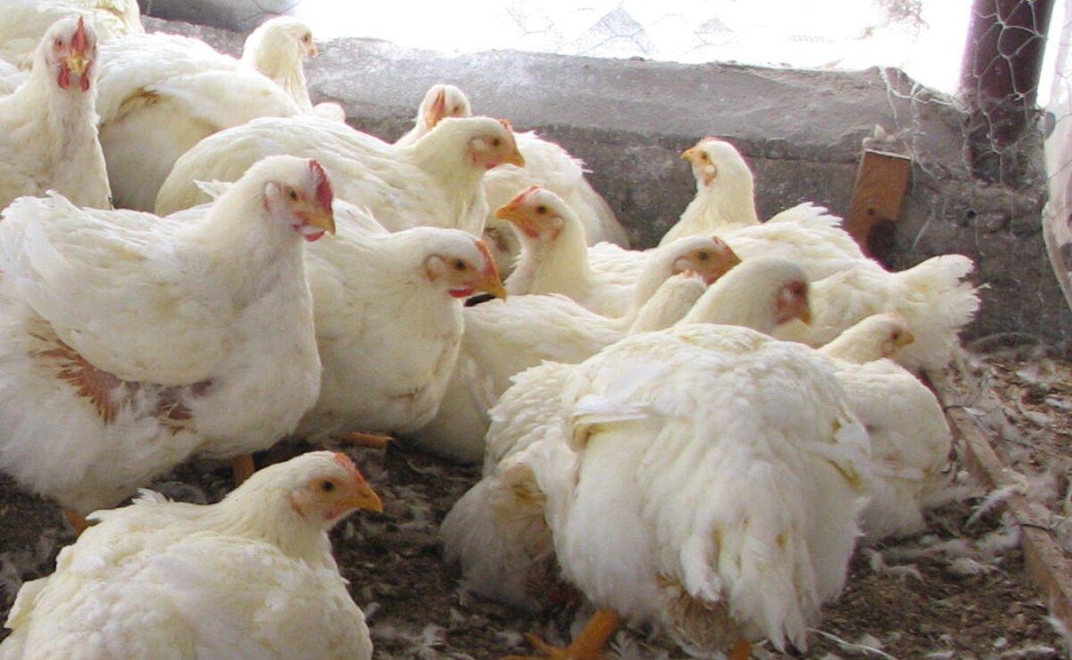 DIF en SLP anuncia entrega de kits para instalar granjas avícolas a familias de escasos recursos