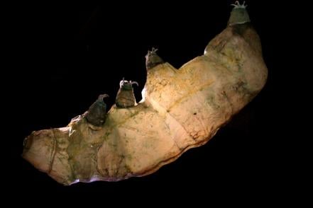 Exposición “Superhéroes de la naturaleza” se exhibe en Laberinto de las Ciencias y las Artes