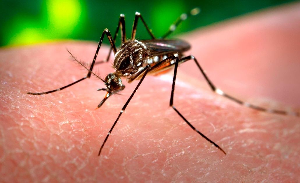 Secretaría de Salud inicia acciones para prevenir zika, chikungunya y dengue