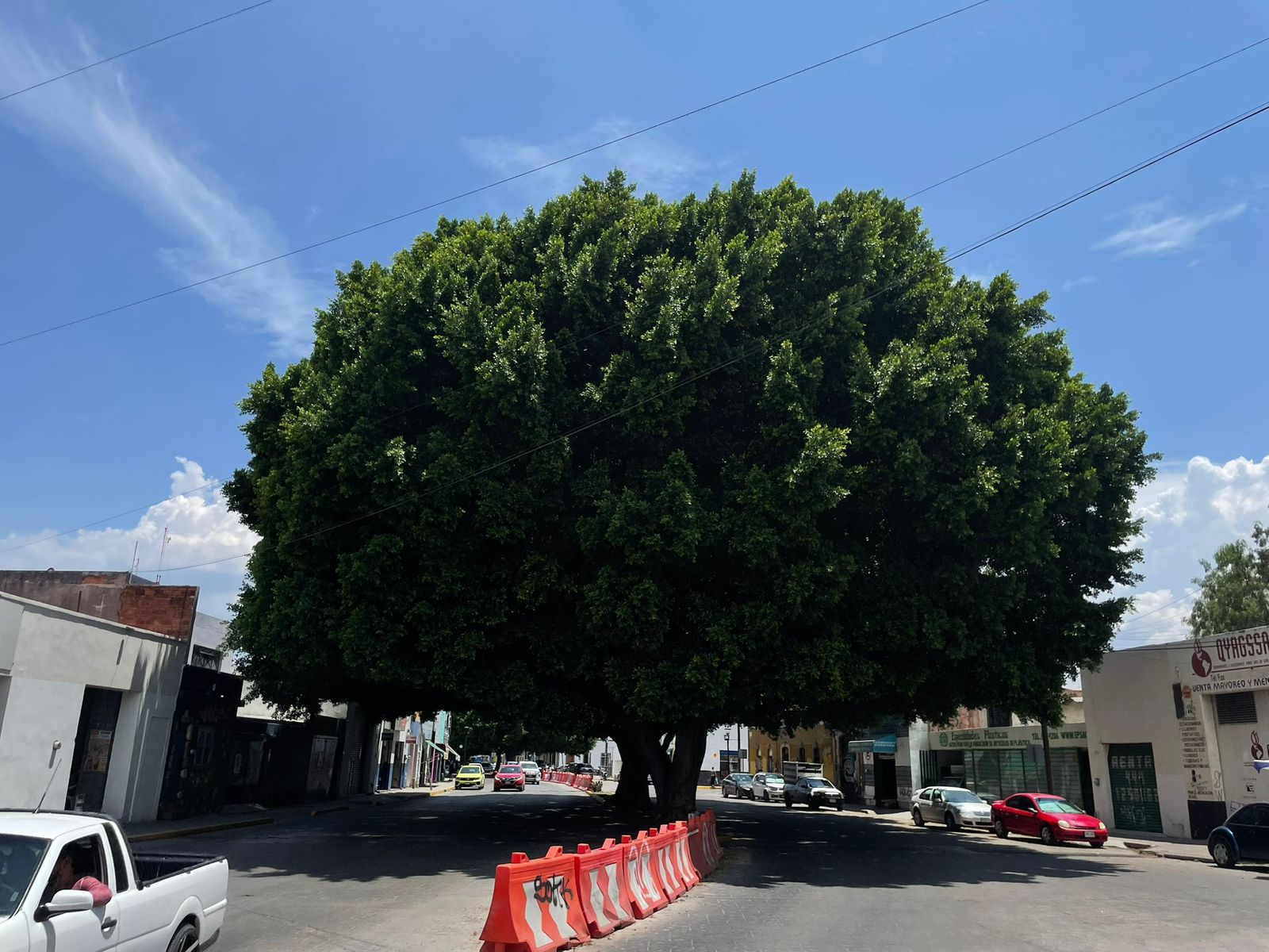 Conoce los primeros 100 árboles que serán patrimonio municipal en San Luis Potosí