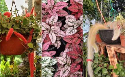 Cola de mono y cactus arcoíris, entre las plantas más exóticas en la Feria de las Flores de Soledad