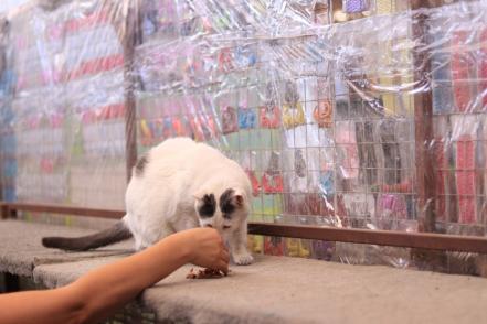 Los gatitos del mercado San Luis 400, una historia de lucha por los derechos de los animales
