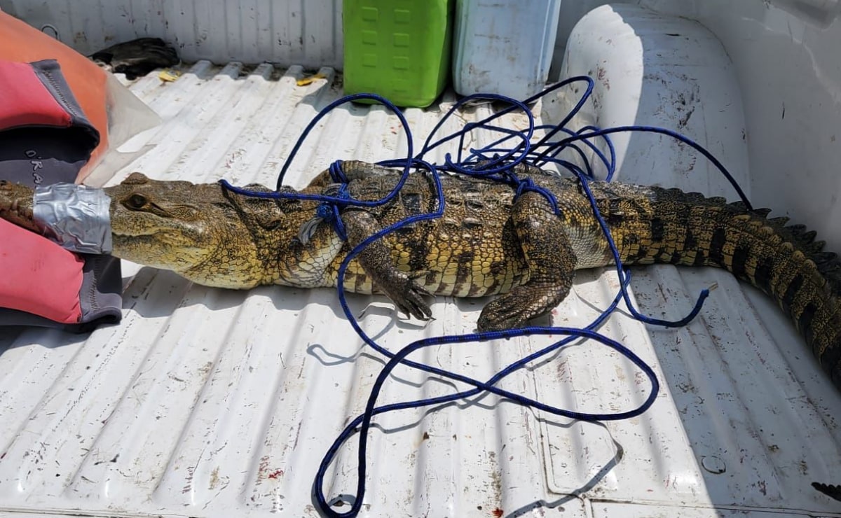 Alertan por presencia de lagartos y cocodrilos en ríos de la Huasteca Potosina 