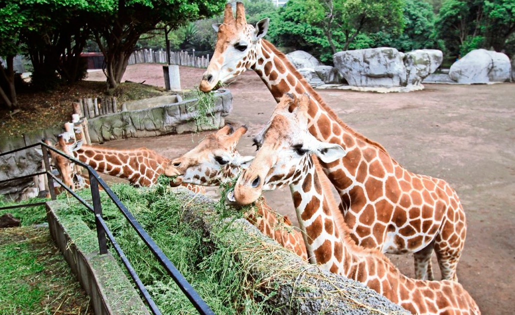 La ciencia también nace en el Zoológico de Chapultepec