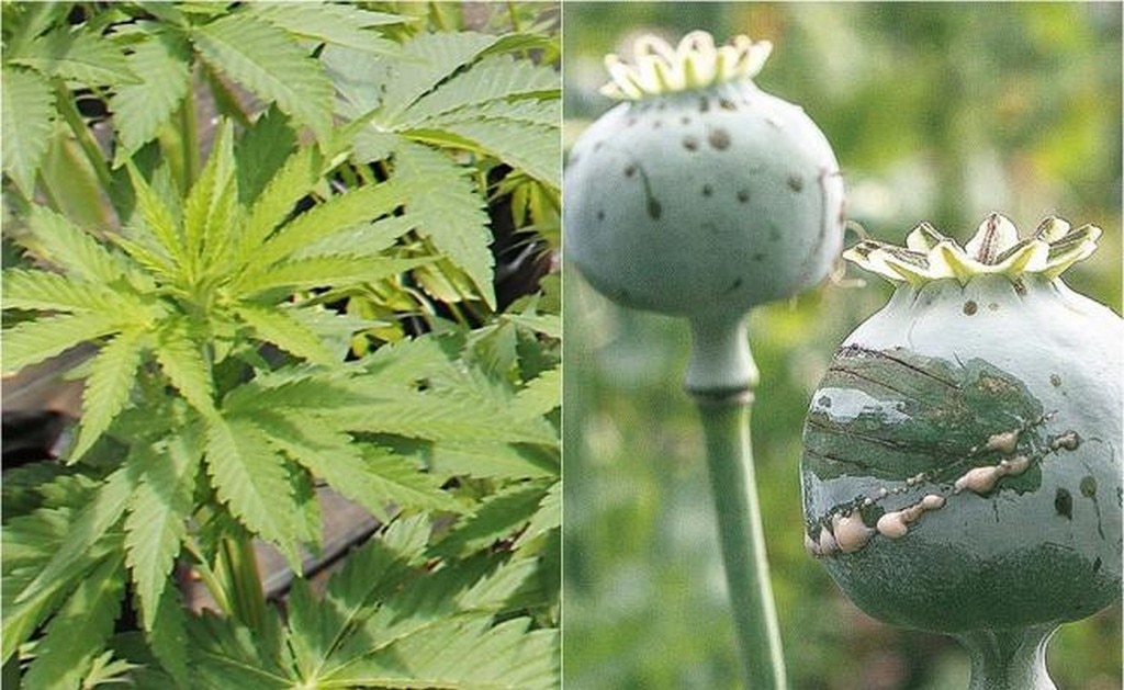  ¿Qué países ya legalizaron la marihuana y la amapola?