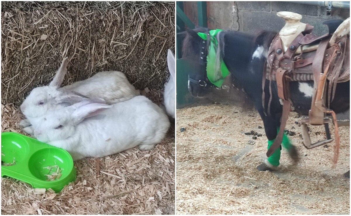 Fenapo 2024: Conoce La Granjita, un espacio de diversión y aprendizaje de cuidado animal