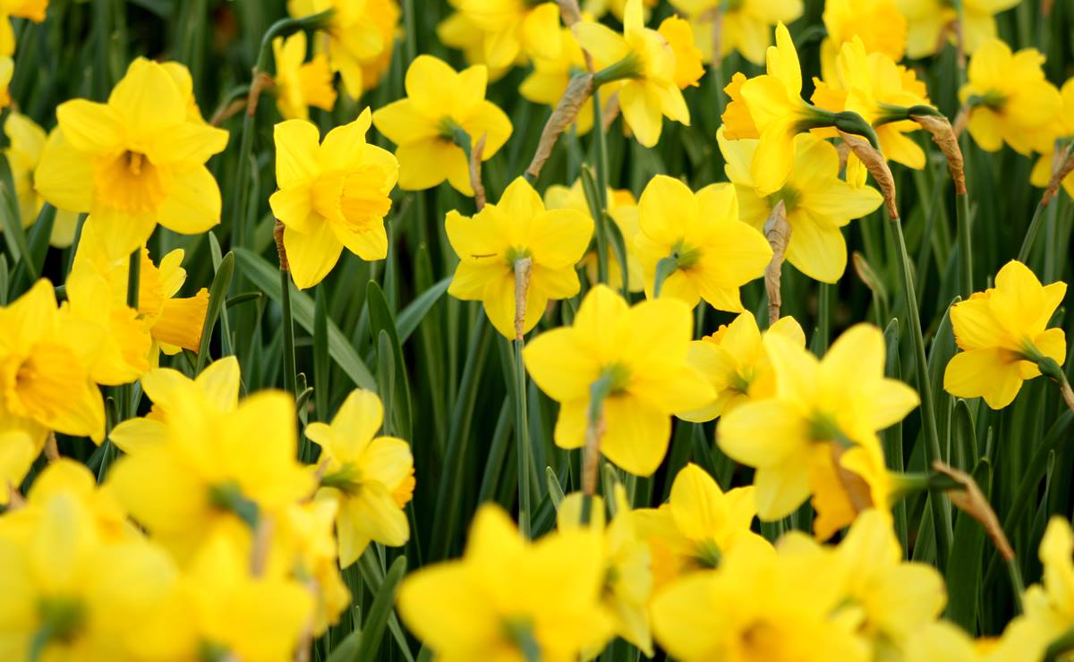 ¿Por qué se regalan flores amarillas hoy, 21 de septiembre?