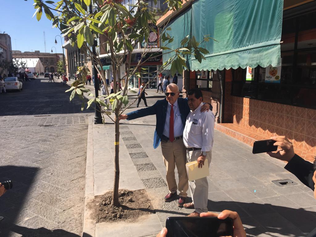 Locatarios estarán obligados a cuidar y proteger árboles que se encuentren afuera de sus propiedades