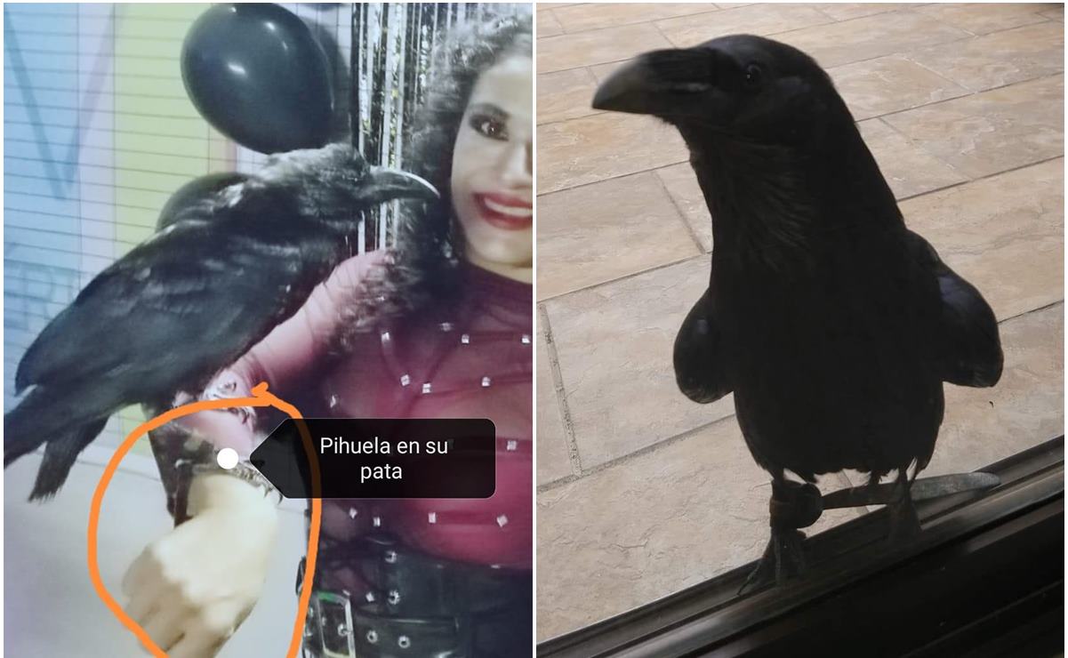 “Lo tiraron a la mitad de la nada”: buscan a Félix, cuervo doméstico que escapó en SLP. Foto: Especial