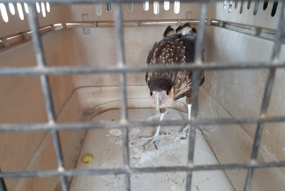 Foto: Gobierno Municipal de SLP.