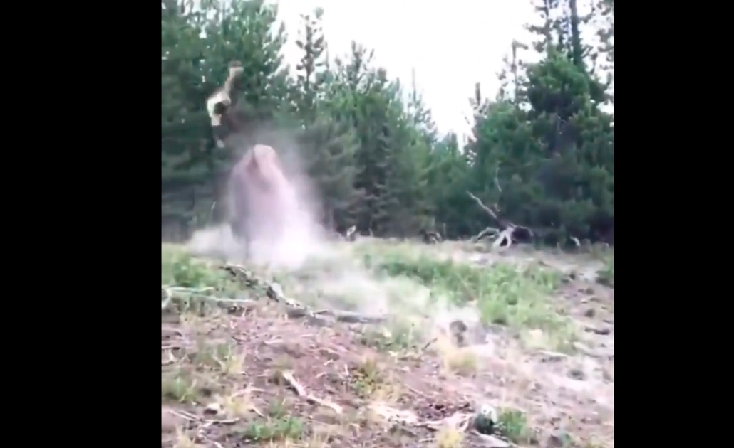 (VIDEO) Bisonte embiste a niña en parque de Yellowstone en EU