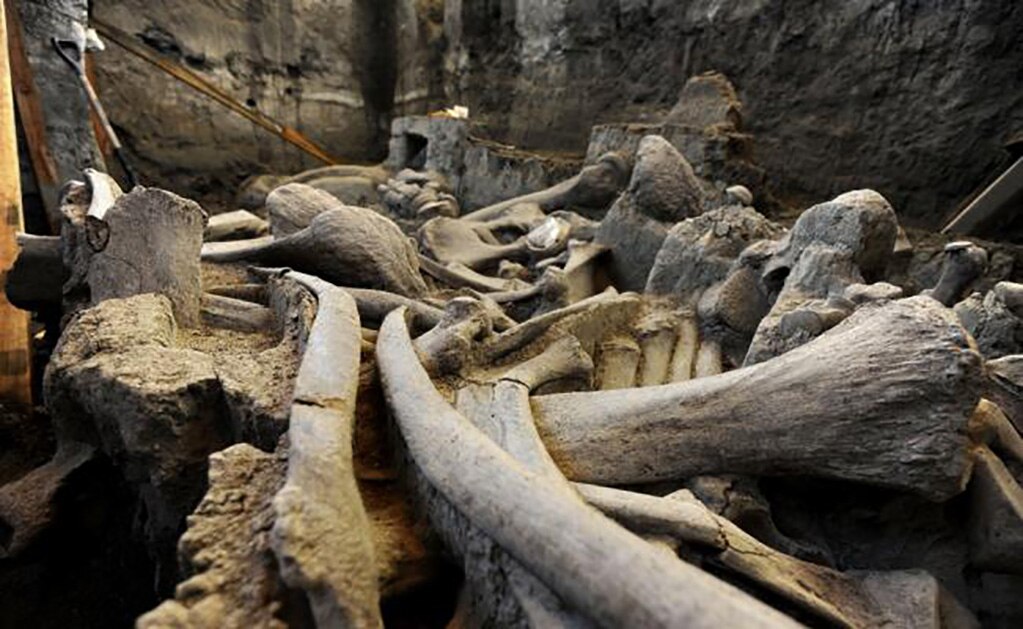 Encuentran restos de elefante prehistórico previo al mamut