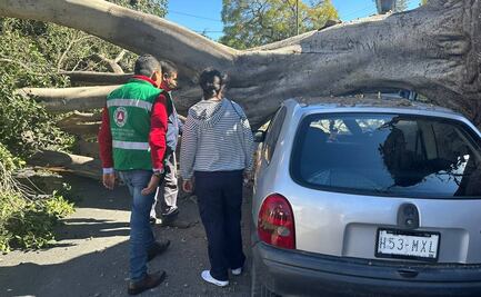 Un herido, caída de árboles y cierre de parques, saldo de fuertes vientos en SLP