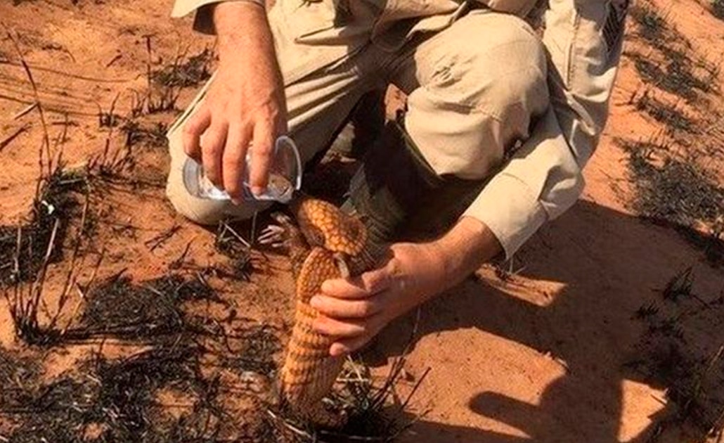 Animales sufren los estragos de los incendios en la Amazonía