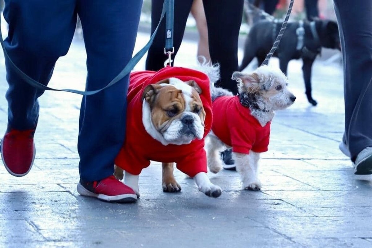 Se acerca la Carrera Perrona 2024 de SLP