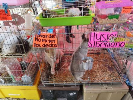 Crueldad animal. Previo a Navidad, aumenta venta de perritos en el tianguis de Las Vías en SLP