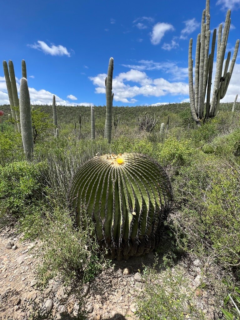 Foto: Gobierno de México.
