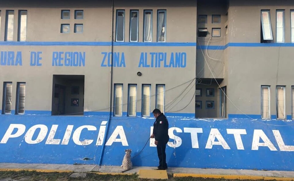 Rescatan a tigre siberiano en Matehuala
