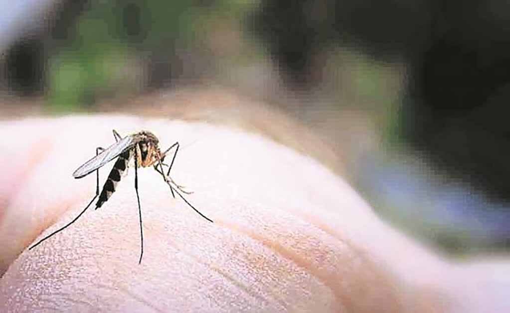 Sector salud analiza dos posibles decesos por dengue en SLP