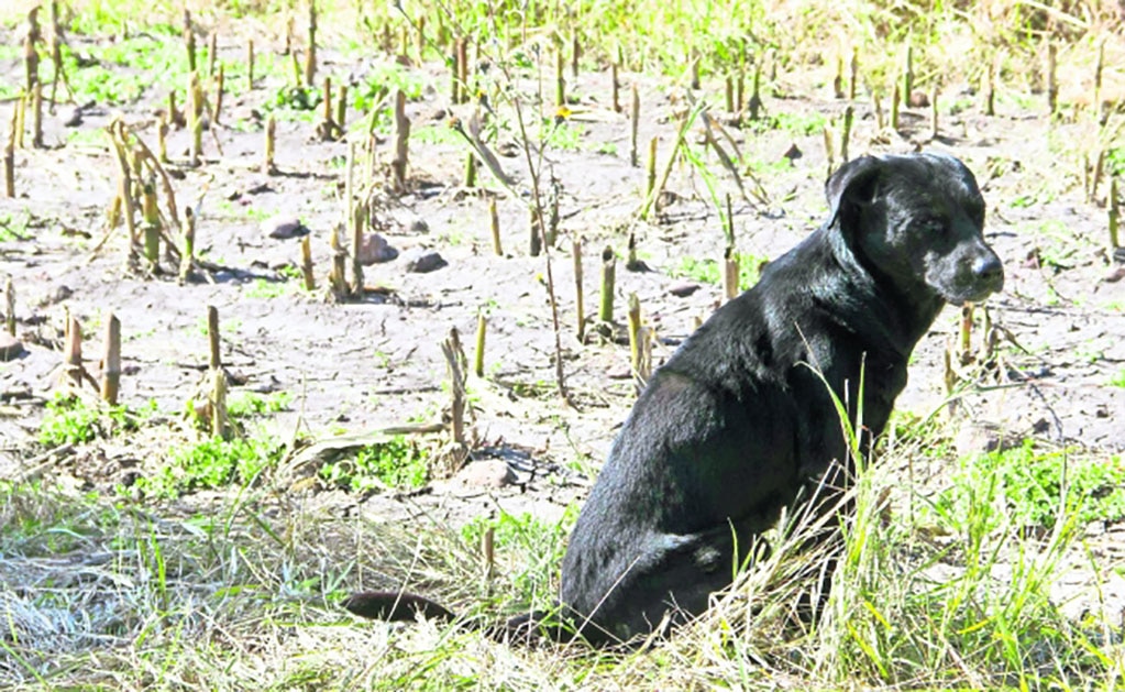 Legisladores van por cárcel para quien abandone y maltrate animales