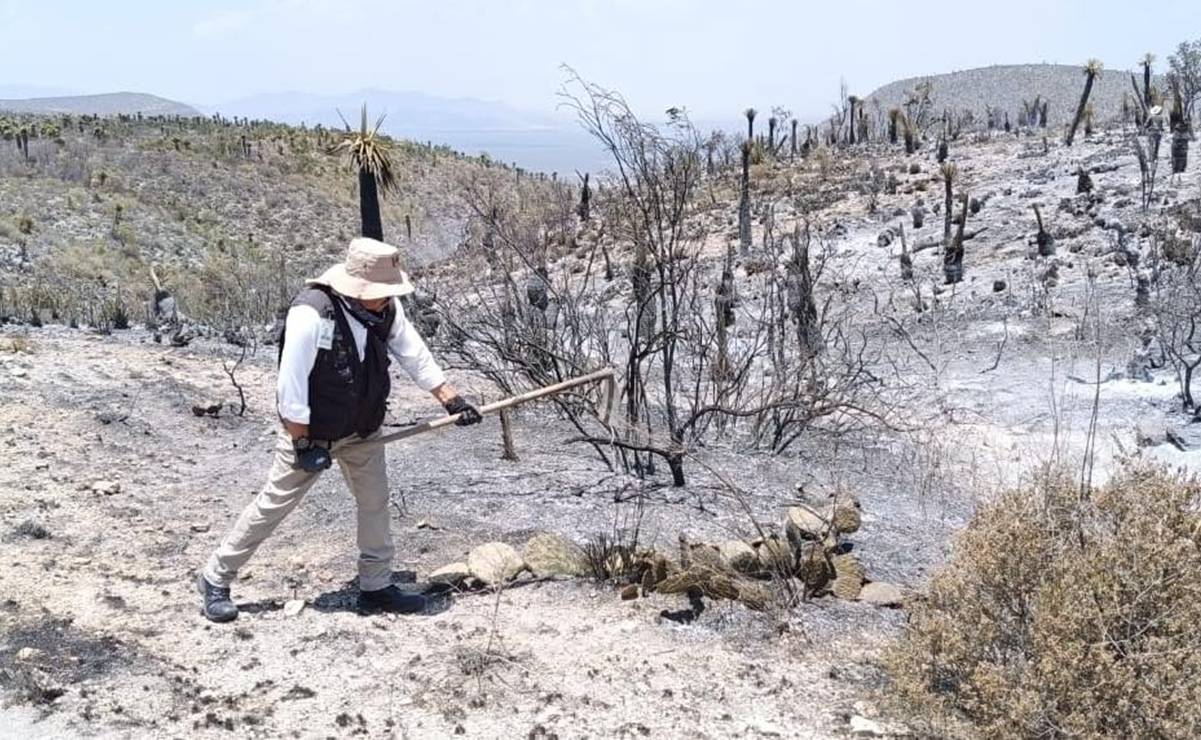 Incendios han consumido más de 14 mil 200 hectáreas en SLP 