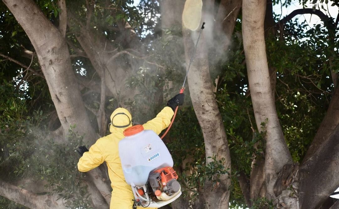 Los trabajadores talaron el árbol sin técnicas adecuadas. Foto: Especial