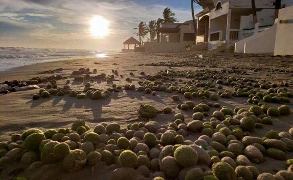 Aparecen miles de “bolas” verdes en playa de Sonora