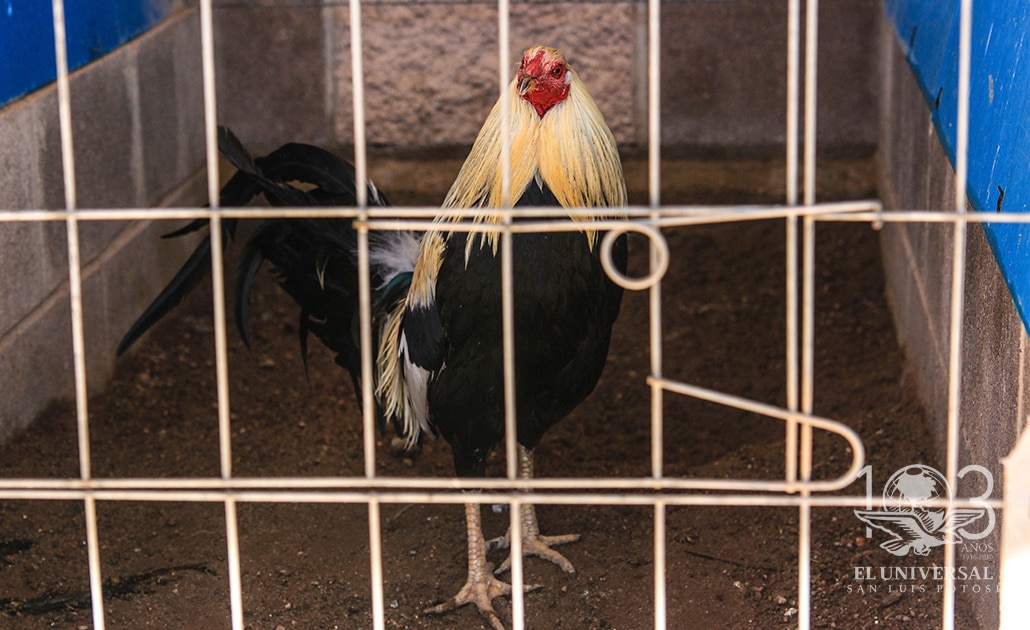 Gallos, la pelea contra la prohibición