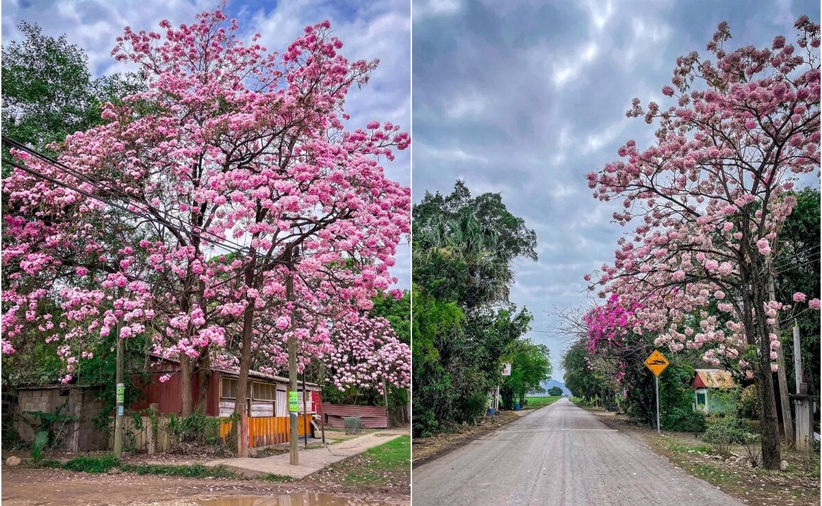 El Palo de Rosa es valorado por sus propiedades curativas. Foto: Dirección de Turismo El Naranjo