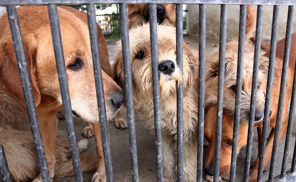 Responsables de agresión a perro solo serán sancionados con multa