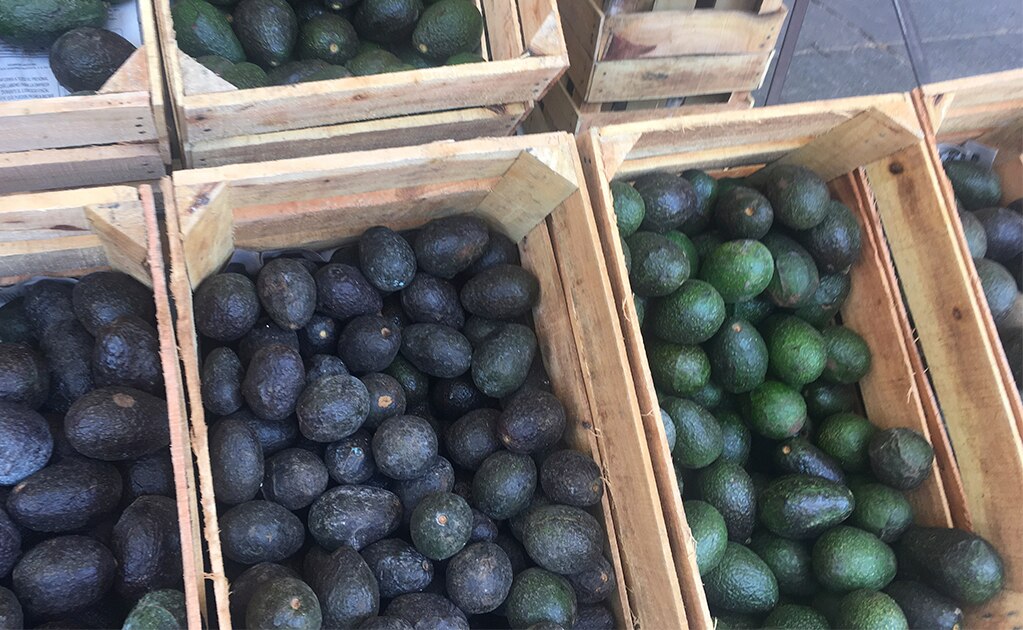 Distribuidores de aguacate reportan baja en su costo