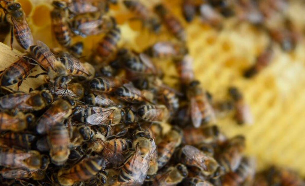 Bomberos reciben hasta 10 llamadas diarias por enjambre de abejas