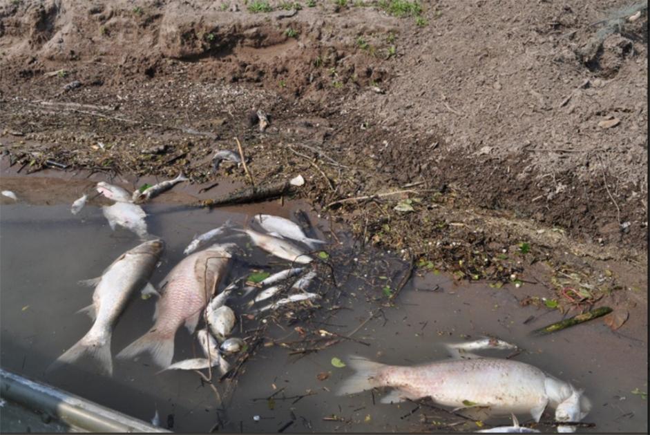 Contaminación del río Moctezuma