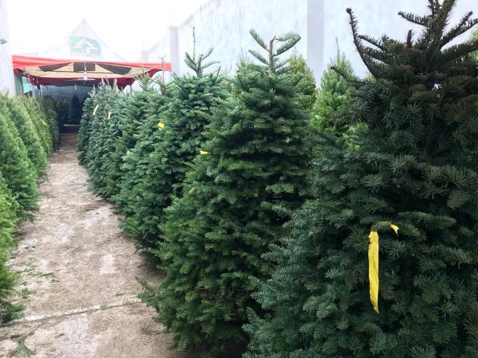 Árboles de Navidad naturales vs artificiales, ¿cuál es la mejor opción?. Foto: CBM
